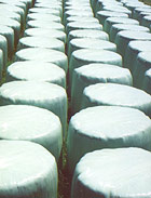 Plastic wrapped round bales