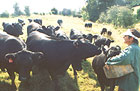 Veronica Hall of Ngatimoti with the light footed Irish dexter cattle herd.