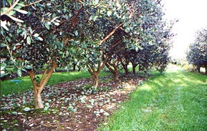 Commercial feijoa trees with single trunks, branching out at 50cms providing ample space for fruit collection.
