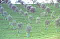 Healthy olive trees are the best protection against frost damage.