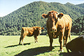 South Devon Cattle