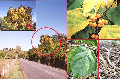 Climbing Spindleberry on a roadside near you. Insets (clockwise from top left) 1. Manuka tree smothered by vine. 2. Orange pea-sized winter berries. 3.Woody greyish brown stems can form impenetrable thickets. 4. Leaves are roundish with an elongated tip typically 5-10cm long.