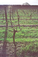 Waimea Estate vineyard