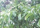 Young walnut trees at Ruby Bay
