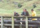 Drafting the cattle at Turimawiwi are (L-R) Monty Walker, Dave Miller, Harry Richards and David Higgins. 