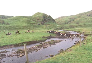 The Richards drive another mob of their famously wild cattle on their West Coast property at Turimawiwi.