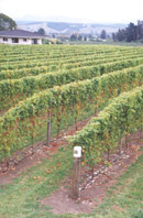 Darryll and Karen Aitken have established a ten acre block of grapes on the Waimea Plains near Brightwater