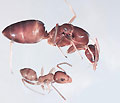 Honey brown coloured, queen and worker Argentine ants