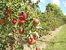 Apple trees in the Moutere laden with new seasons fruit