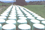 Plastic wrapped round bales in the Upper Moutere