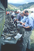 Buyers at the Springlands Deer dispersal sale examine deer velvet prior to the auction at the Punawai Sale Complex, 88 Valley.