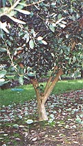 Fresh feijoas are best picked up from under the tree