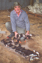 Brian Charlett with a population of 15 ferrets caught last year in the Lower Moutere and Motueka River area.