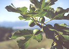 Figs on a fig tree