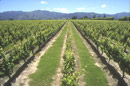 Marlborough grapevines