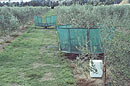 Serendipidy Olive Estate, Marlborough, harvesting their award winning olives using prototype mobile picking platforms