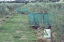 Serendipidy Olive Estate, Marlborough, harvesting their award winning olives using prototype mobile picking platforms