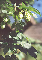 The alpha-acid bittering agent in the hop plant will soon be extracted and canned for export.