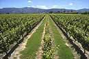 Marlborough vineyard