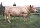 Murray Grey bull 'Oakview Dundee', of Brian and Denise McNamara, at Waikari Stud, Wai-iti Valley