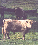 Murray Grey yearling of Terry Payton, Rai Valley