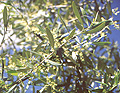 Nelson olive flowers ready to bloom