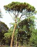 Umbrella Pine