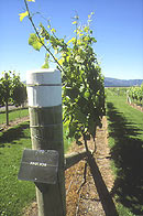 Pinot Noir vines in Marlborough