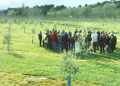 Nelsons olive growers at a pruning workshop in Tasman recently