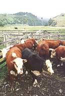 Mustered cattle wait in the yards at the Richards Turimawiwi property