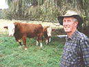 Jim Stringer from the Pig Valley with his simmental bulls
