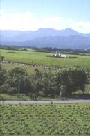 Marlborough Vineyards