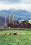 Waimea Plains