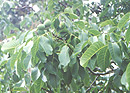 Young walnut trees at Ruby Bay